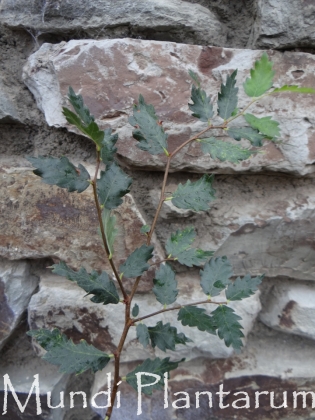 Zelkova sicula 'Ciranna' Mundi Plantarum